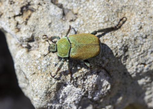 Réf. 359 205 : Hoplia argentea